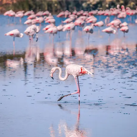 公寓 Le Flamant Rose